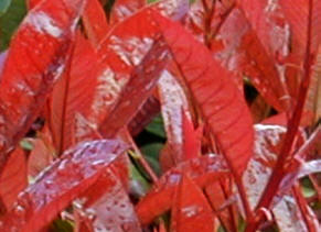 Photinia Red Robin with new foliage with the brightest of red leaves